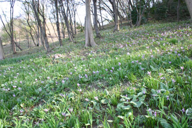 �J�^�N���̌Q��